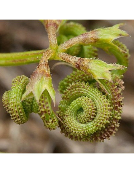 Graines Scorpiurus muricatus (Plante chenille)