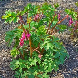 Dicentra spectabilis 'Pink' (Coeur de marie)
