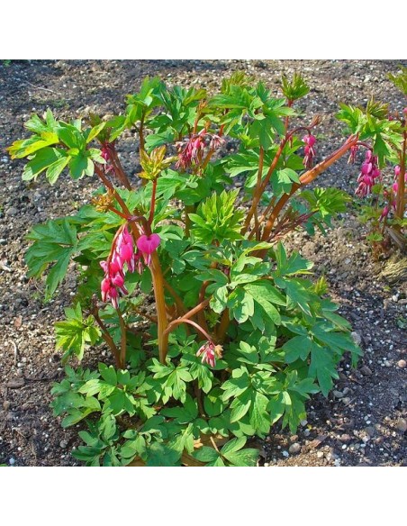 Dicentra spectabilis 'Pink' (Coeur de marie)