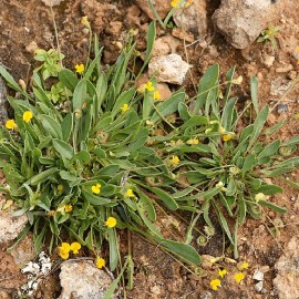Graines Scorpiurus muricatus (Plante chenille)