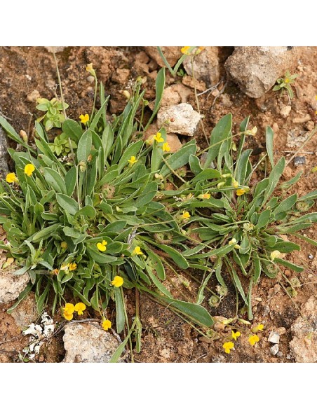 Graines Scorpiurus muricatus (Plante chenille)