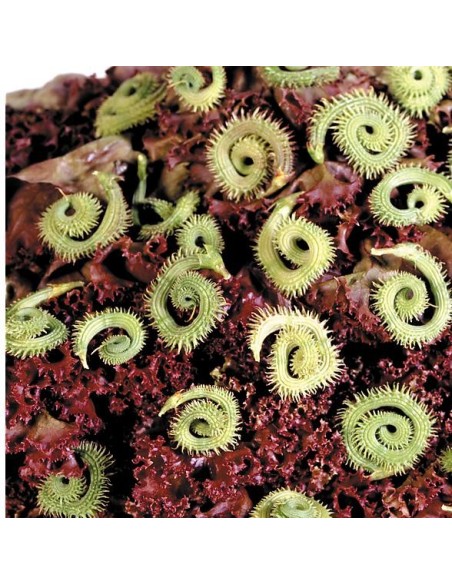 Graines Scorpiurus muricatus (Plante chenille)