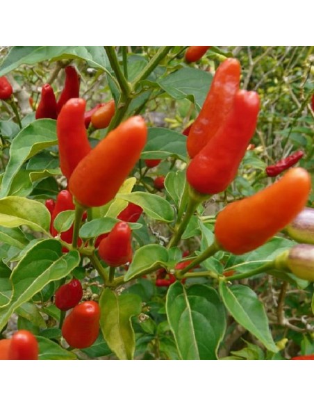 Graines Piment 'Tabasco' (Piment fort)