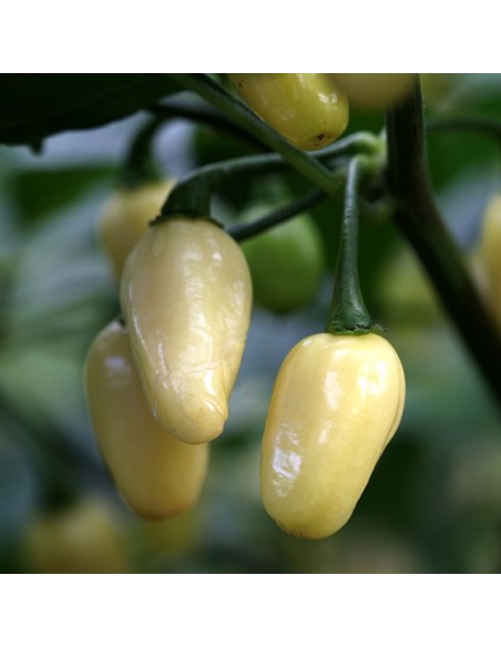 Graines Piment 'White Habanero' (piment fort)