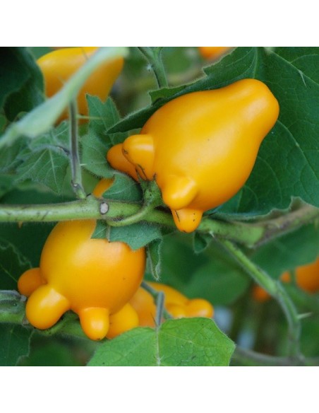Graines Solanum mammosum (Morelle mammée)