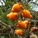 Graines Solanum mammosum (Morelle mammée)