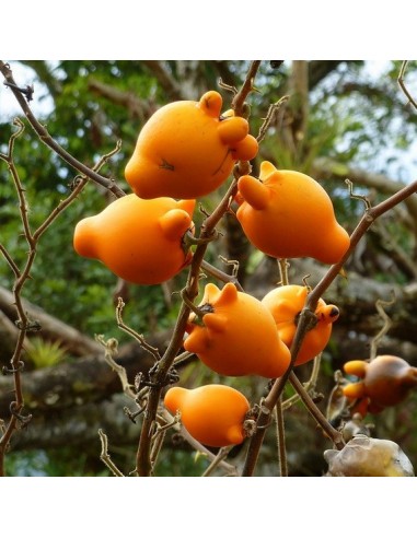 Graines Solanum mammosum (Morelle mammée)