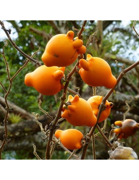 Graines Solanum mammosum (Morelle mammée)