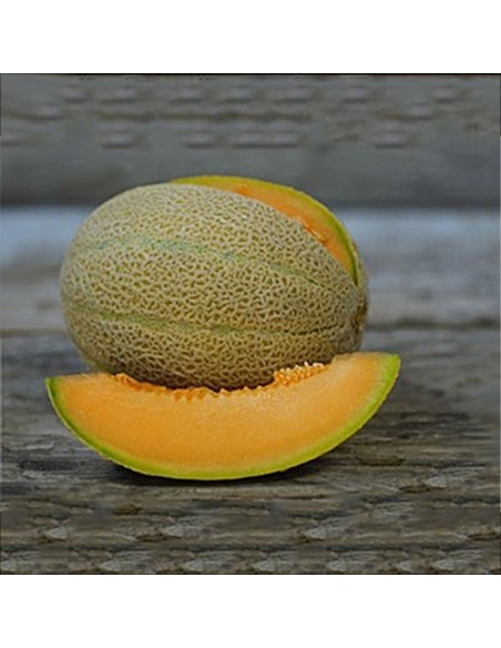 Graines Melon Hale's Best jumbo 