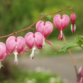 Dicentra spectabilis 'Pink' (Coeur de marie)