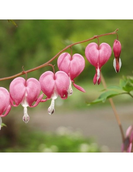 Dicentra spectabilis 'Pink' (Coeur de marie)