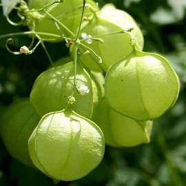 Graines Cardiospermum halicacabum (Pois de coeur, Graine de coeur)