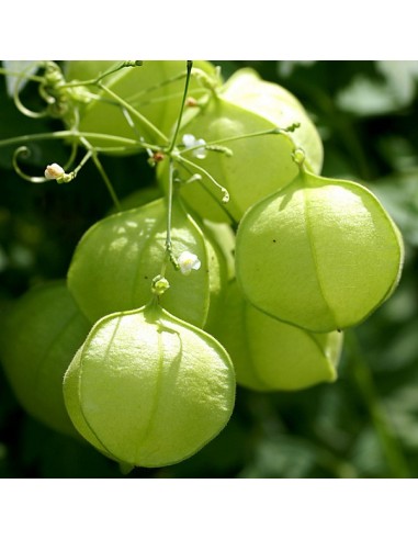 Graines Cardiospermum halicacabum (Pois de coeur, Graine de coeur)