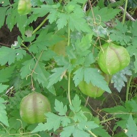 Graines Cardiospermum halicacabum (Pois de coeur, Graine de coeur)