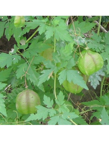 Graines Cardiospermum halicacabum (Pois de coeur, Graine de coeur)