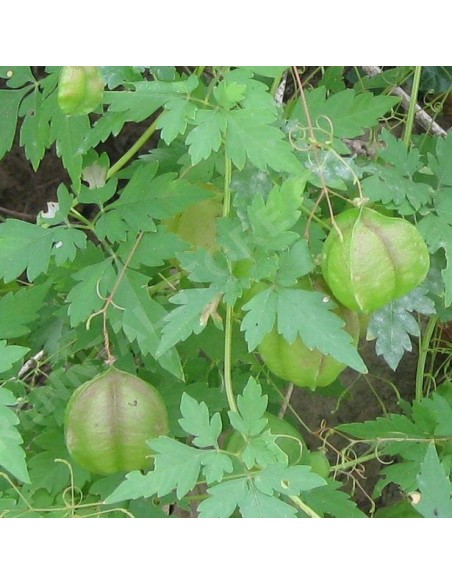 Graines Cardiospermum halicacabum (Pois de coeur, Graine de coeur)