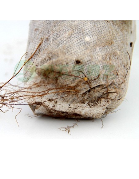 Godet tissu biodegradable - 10 sacs 8cm X 8cm