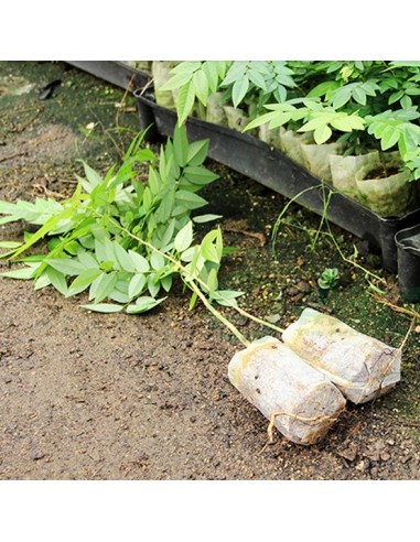 Godets tissu biodégradable x10 - Taille 8cm X 8cm