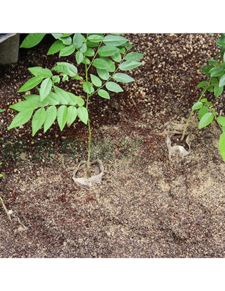 Godets tissu biodégradable x10 - Taille 8cm X 8cm