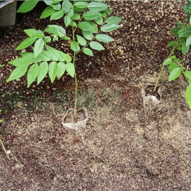 Godet tissu biodegradable - 10 sacs 8cm X 8cm