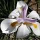 Dietes vegeta (Iris africain)