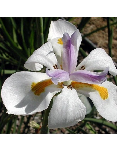 Dietes vegeta (Iris africain)