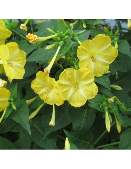 Graines Mirabilis jalapa Jaune (Belle de nuit)