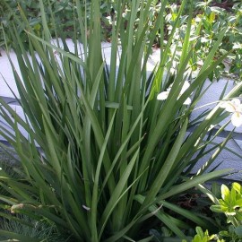 Dietes vegeta (Iris africain)