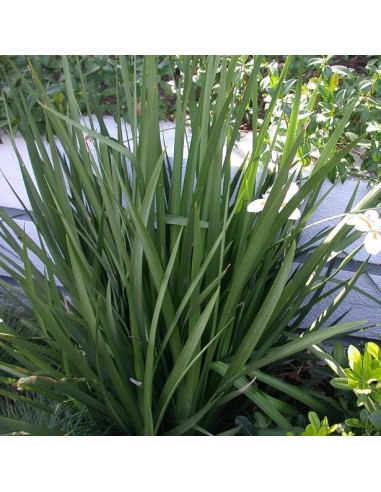 Dietes vegeta (Iris africain)