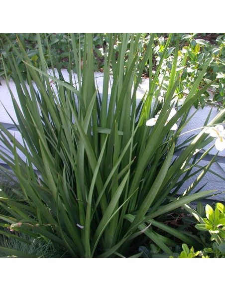 Dietes vegeta (Iris africain)