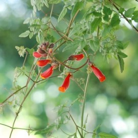 Eccremocarpus (Bignone du chili)