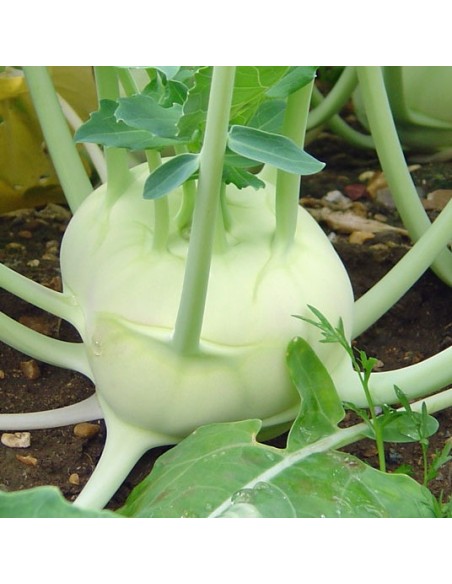 Graines Chou rave 'Blanc hâtif de Vienne'