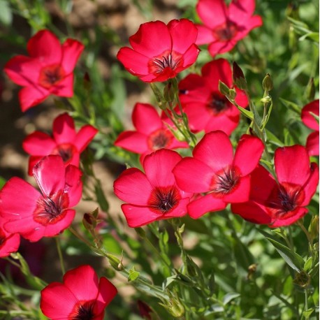Graines Linum grandiflorum rubrum (Lin rouge à grandes fleurs)