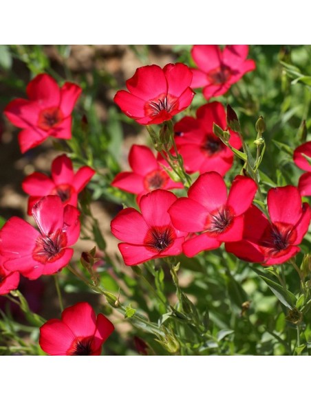 Graines Linum grandiflorum rubrum (Lin rouge à grandes fleurs)