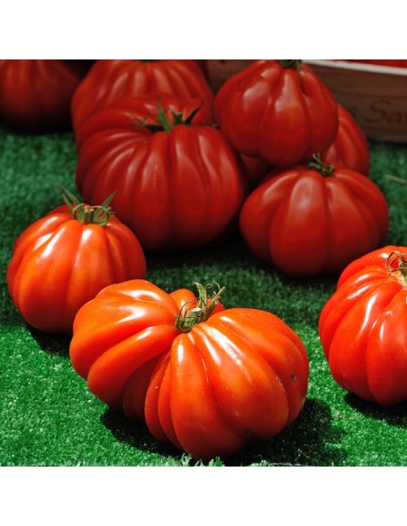 Graines Tomate 'Beefsteak'