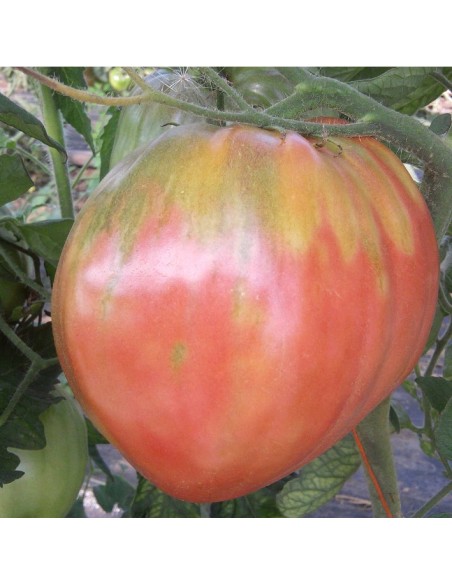 Graines Tomate ancienne 'Hungarian heart'