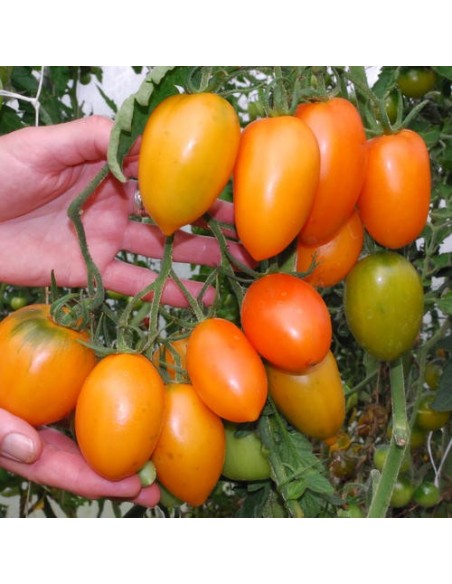 Graines Tomate cocktail 'Orange Banana'