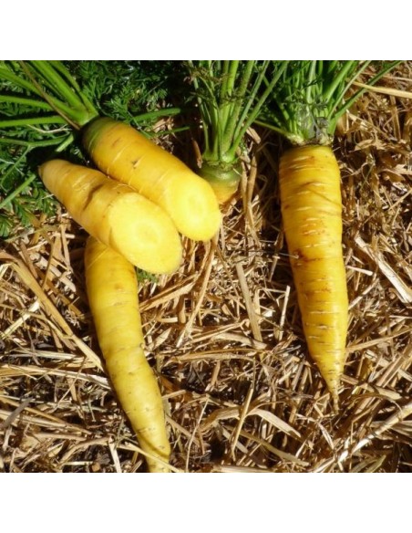 Graines Carotte fourragère 'Jaune du Doubs'