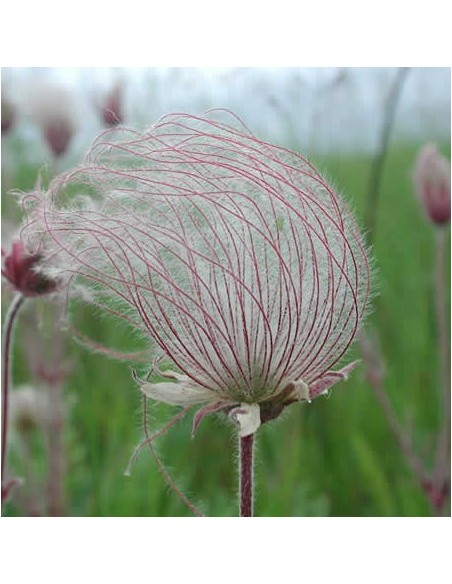 Graines Geum triflorum (Benoite)