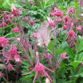 Graines Geum triflorum (Benoite)