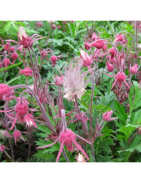 Graines Geum triflorum (Benoite)