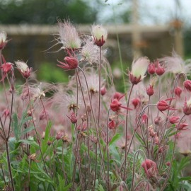 Graines Geum triflorum (Benoite)