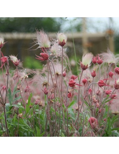 Graines Geum triflorum (Benoite)