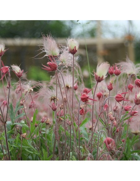 Graines Geum triflorum (Benoite)