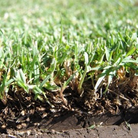 Graines KIKUYU Pennisetum Clandestinum (substitut de gazon)