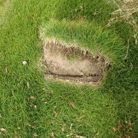 Graines ZOYSIA Japonica (substitut de gazon)