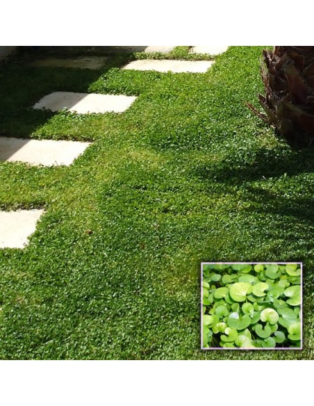Graines DICHONDRA REPENS (substitut de gazon)