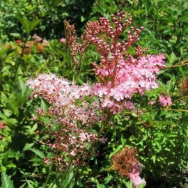 Filipendula rubra 'Venusta' (Reine des prés)