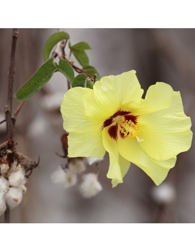 Graines Gossypium hirsutum (Cotonnier)