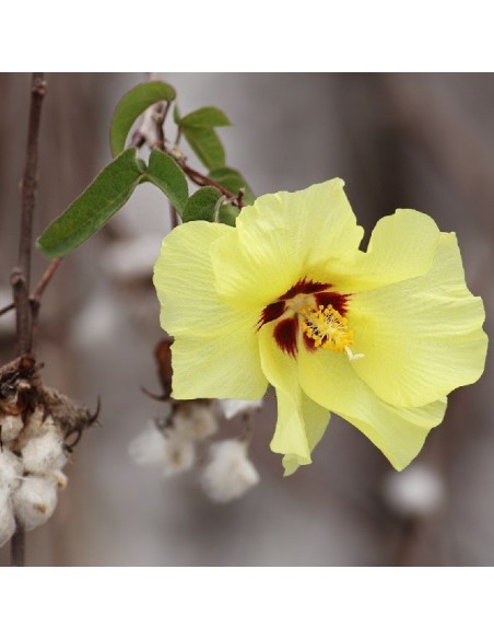Graines Gossypium hirsutum (Cotonnier)